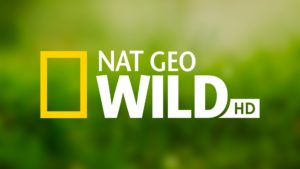 National Geographic Wild HD канал смотреть онлайн прямой эфир